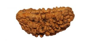 One (Ek) Mukhi Rudraksha Beads