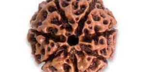 Seven (Saat) Mukhi Rudraksha Beads