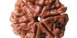 Six (Chhe) Mukhi Rudraksha Beads