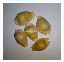 Yellow Kodi (Sea Shell)