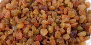 MALAYAR RAISIN