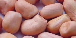 Groundnut