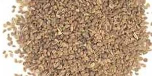 Celery Seed