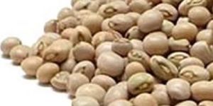 Pigeon Peas