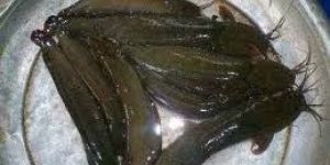Fresh Cat Fish