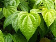 Betel Leaves