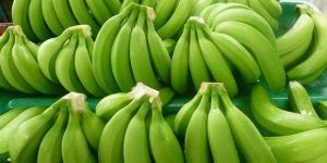 Fresh Green Banana