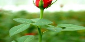 Fresh Red Rose