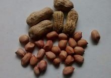 Shell Peanut
