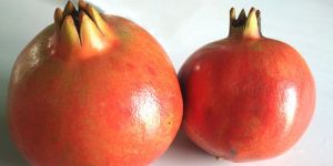 Pomegranate