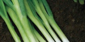 BUNCHING ONION SEEDS