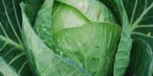 CABBAGE SEEDS MS