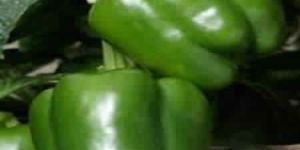 Capsicum Seeds