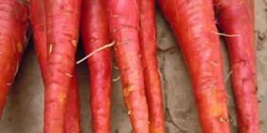 Carrot Seeds