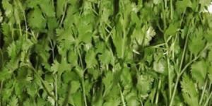 Corriender Seeds