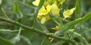 Mustred Seeds