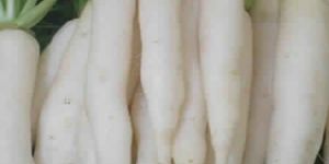 Radish Seeds