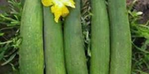 Spongegourd Seeds