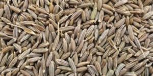 Cumin Seed