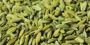 Fennel