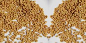 Fenugreek