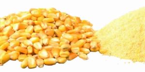 Maize/corn
