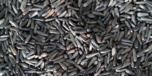 Niger Seed