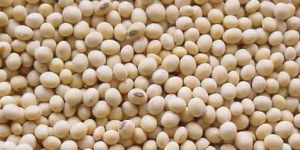 Soybean Seed