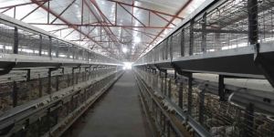 Breeder Battery Cage