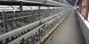 Layer Pullet Battery Cage
