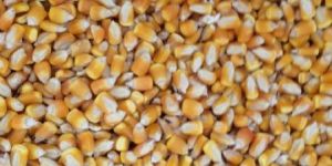 Brazil Yellow Corn
