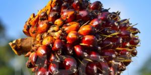 Malaysian Palm Oil