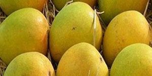Fresh Alphonso Mango