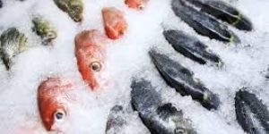 Frozen Fish