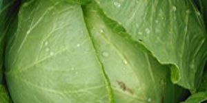 Natural Cabbage