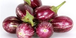 Organic Brinjal