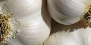 Normal White Garlic