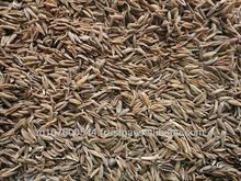 Cumin Seeds