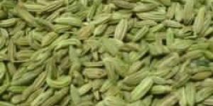 Fennel Seeds