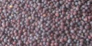 Mustard Seeds