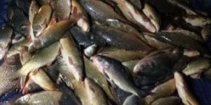 Frozen Tilapia Fillet