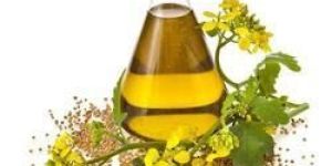 Dill Seed Oil