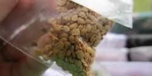 Brinjal Seeds