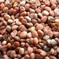 Radish Seeds