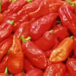 Bhut Jolokia