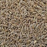 Cumin Seed
