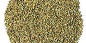 Green Millet