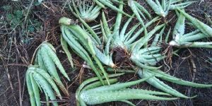 Aloe Vera Baby Plant