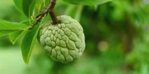 Custard Apple