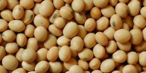 Soyabean